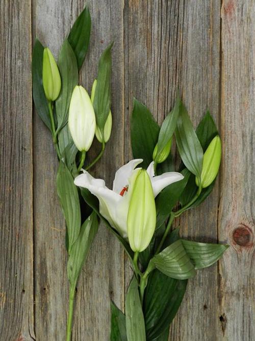  WHITE ORIENTAL LILIES